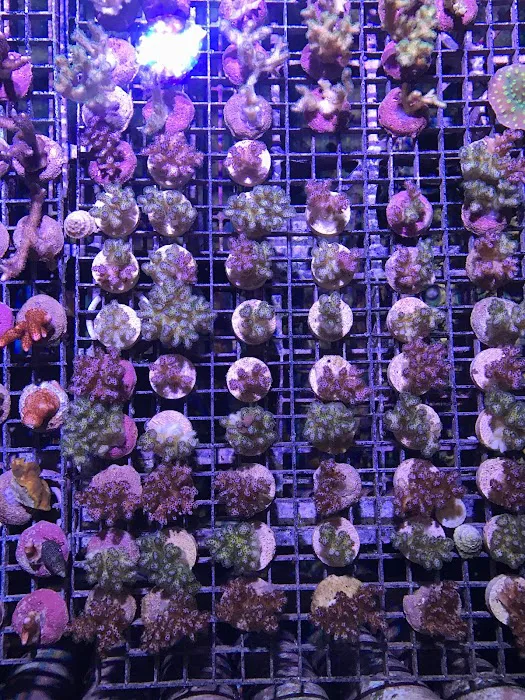 Reef Systems Coral Farm Inc Picture 7