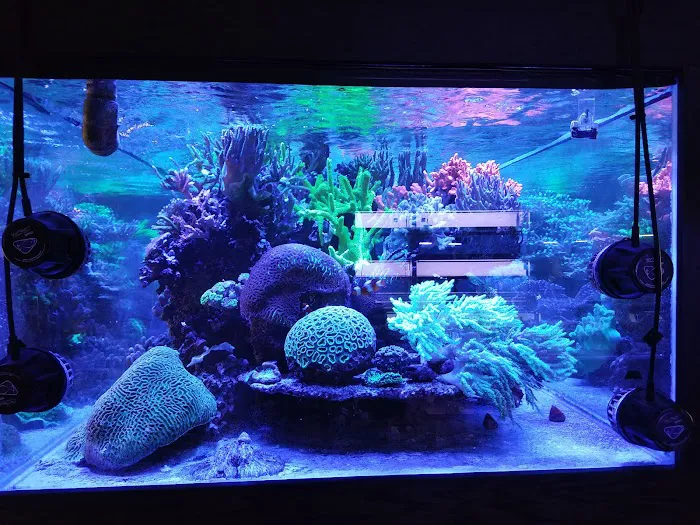 Reef Systems Coral Farm Inc Picture 5