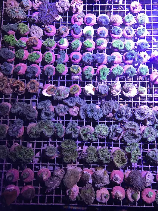 Reef Systems Coral Farm Inc Picture 2