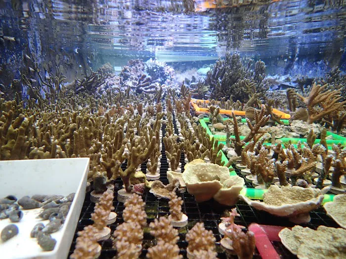 Reef Systems Coral Farm Inc Picture 1