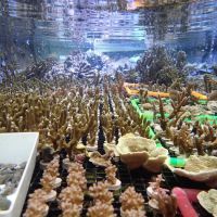 Reef Systems Coral Farm Inc ico