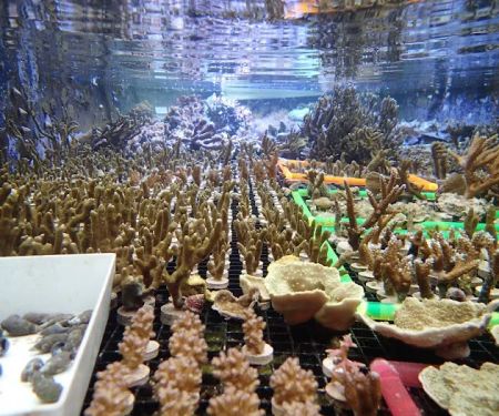 Reef Systems Coral Farm Inc