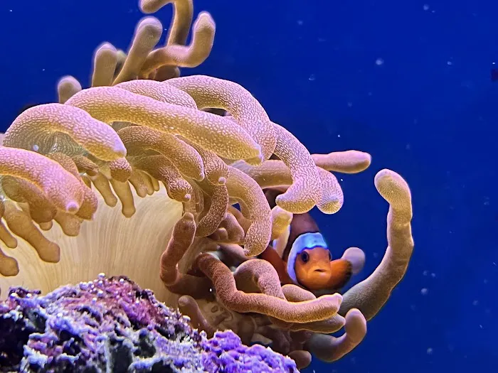 Reef Systems Coral Farm Inc Picture 4