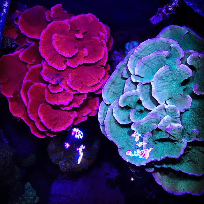 Reef Systems Coral Farm Inc Picture 10