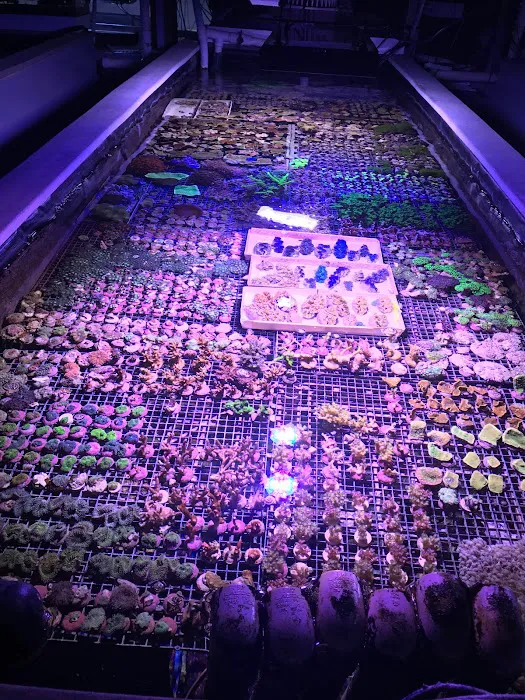 Reef Systems Coral Farm Inc Picture 8