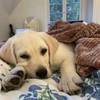 Petland Pickerington ico