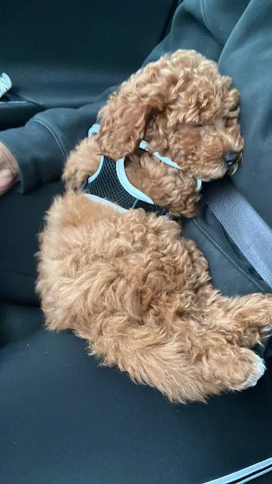 Petland Pickerington Picture 7