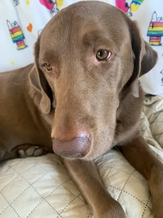 Ridgecrest Animal Hospital Picture 3