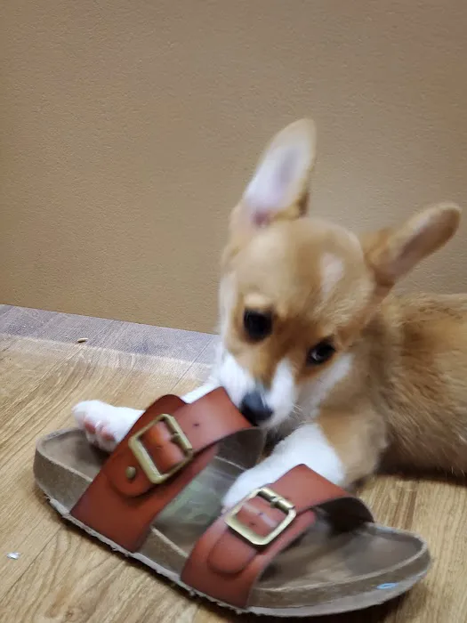 Petland Grove City Picture 4