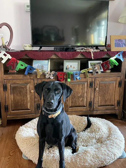 Veterinary Clinic of Imlaystown Picture 3