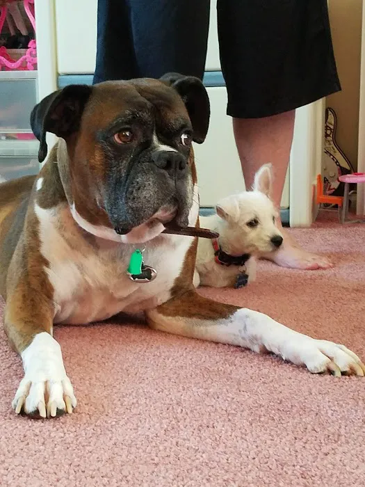 Veterinary Clinic of Imlaystown Picture 9