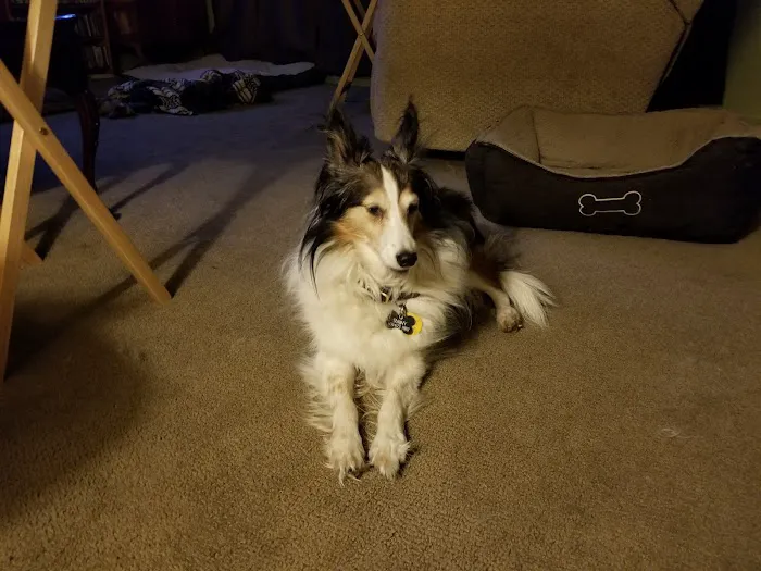 Veterinary Clinic of Imlaystown Picture 10