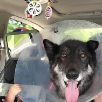 Veterinary Clinic of Imlaystown ico