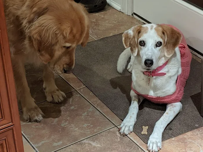 Veterinary Clinic of Imlaystown Picture 8