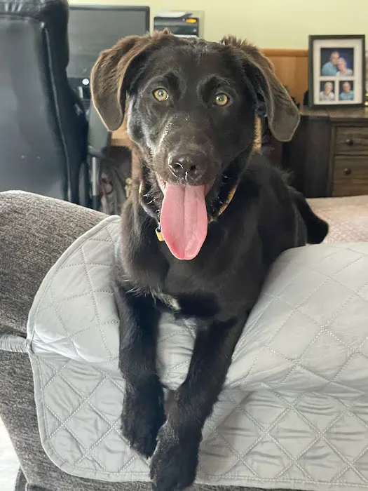 Veterinary Clinic of Imlaystown Picture 4