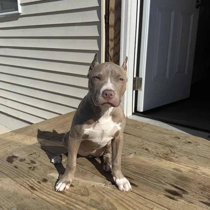 Millstone Animal Hospital Picture 2