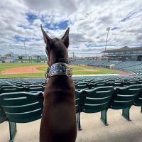 Millstone Animal Hospital ico