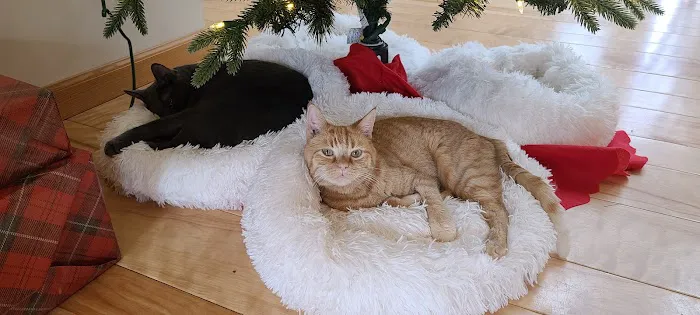 All Fur Paws Animal Hospital Picture 1