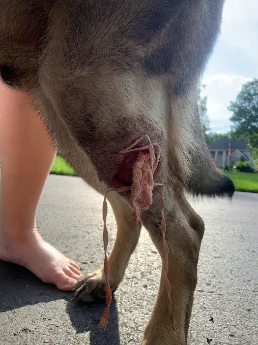 All Fur Paws Animal Hospital Picture 9