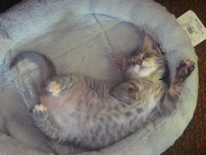 All Fur Paws Animal Hospital Picture 5