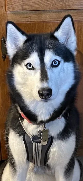 All Fur Paws Animal Hospital Picture 10