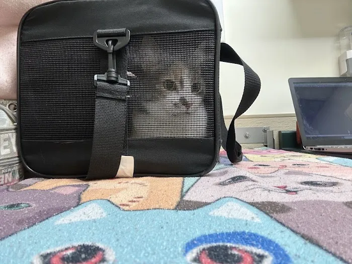 All Fur Paws Animal Hospital Picture 7