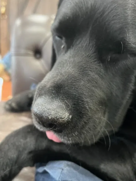 Hogan Equine Llc Picture 3