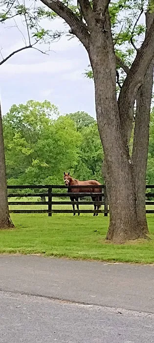 Hogan Equine Llc Picture 4