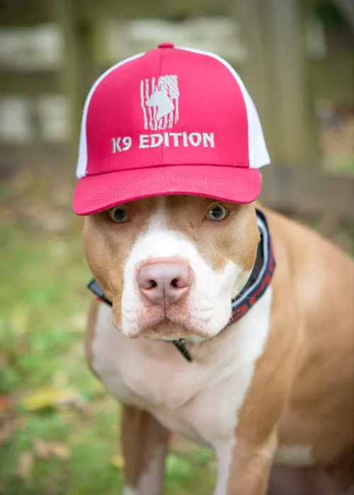 K9 Edition Picture 3