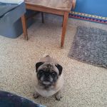 Readington Animal Hospital
