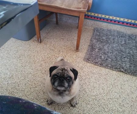 Readington Animal Hospital