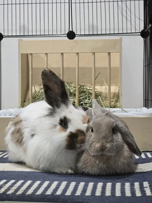 Whitehouse Veterinary Hospital Picture 2