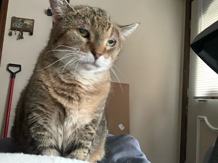 Whitehouse Veterinary Hospital Picture 4