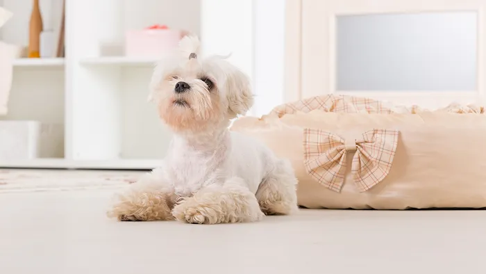 Whitehouse Veterinary Hospital Picture 7