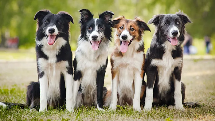 Whitehouse Veterinary Hospital Picture 8