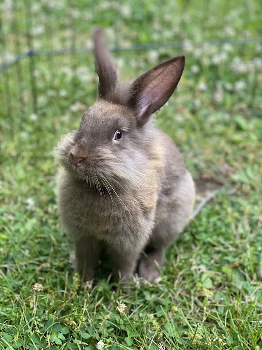 Whitehouse Veterinary Hospital Picture 1
