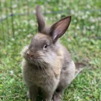 Whitehouse Veterinary Hospital ico