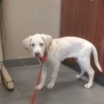 Hunterdon Hills Animal Hospital