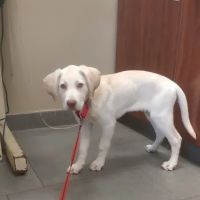 Hunterdon Hills Animal Hospital ico