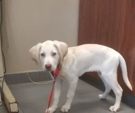 Hunterdon Hills Animal Hospital