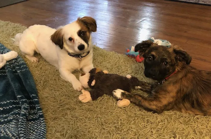 Hunterdon Hills Animal Hospital Picture 6