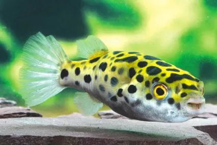 RJ's Aquarium Picture 1