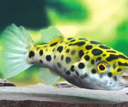 RJ's Aquarium