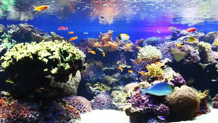 RJ's Aquarium Picture 8