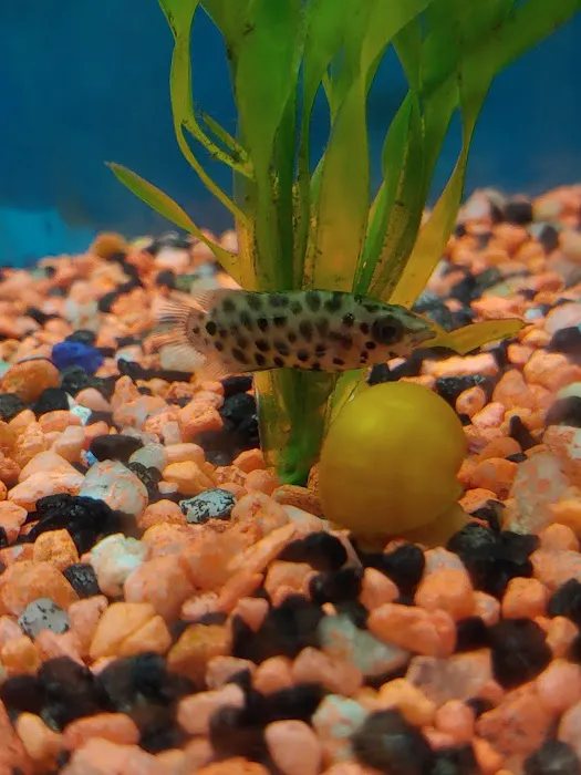 RJ's Aquarium Picture 9