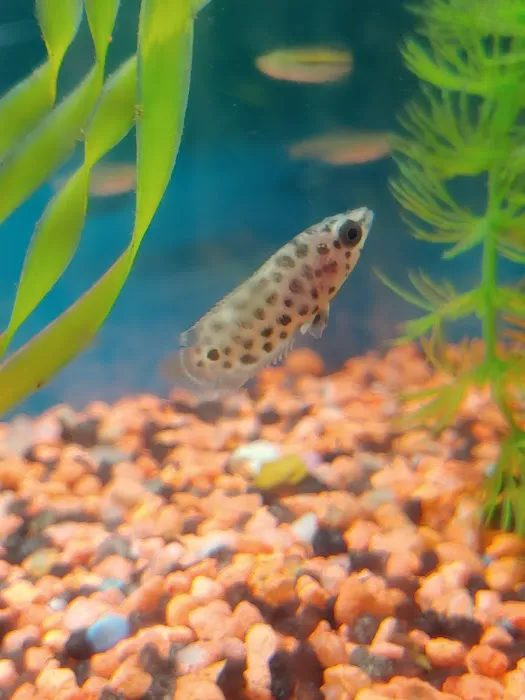 RJ's Aquarium Picture 4