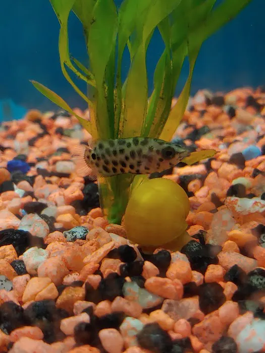 RJ's Aquarium Picture 6