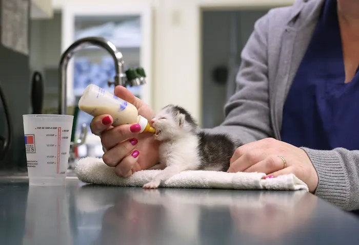 Harlingen Veterinary Clinic Picture 10