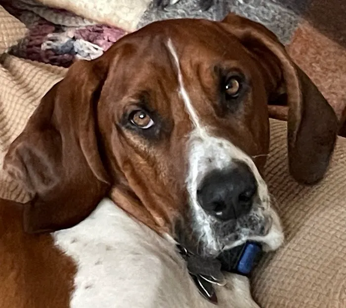 Harlingen Veterinary Clinic Picture 2