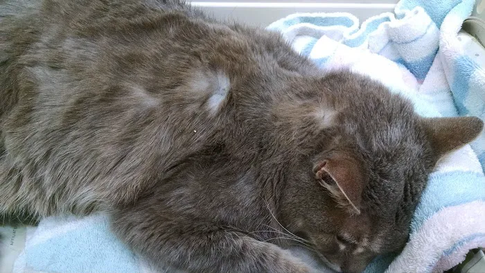 Harlingen Veterinary Clinic Picture 3